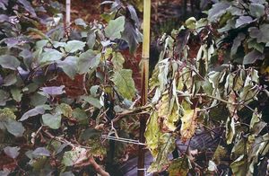 uploads/images/disease/Bacterial wilt of brinjal.jpg